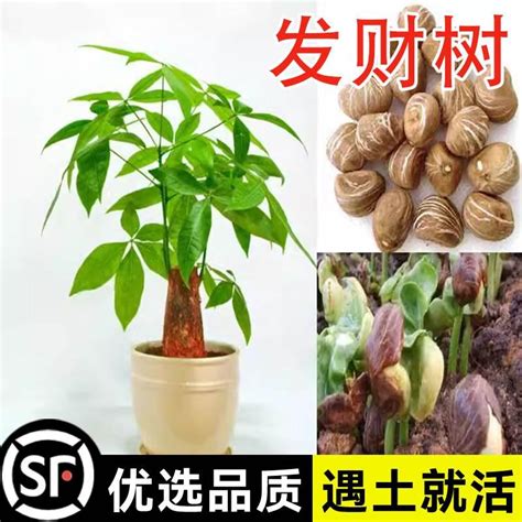 發財樹發芽|如何成功種植發財樹種子——讓你的居家植物綠意盎然